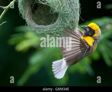L'immagine di Baya weaver maschio (Ploceus philippinus ) a nido nel Maharashtra, India Foto Stock