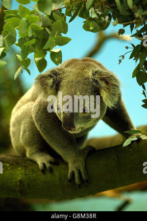 Jannali, un Koala di 4 anni, viene svelato prima di andare in mostra al pubblico, annunciando il ritorno della specie nel Regno Unito per la prima volta in più di un decennio. Foto Stock