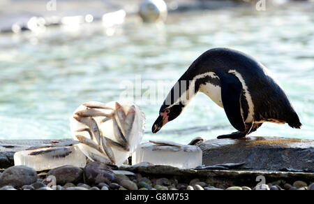 Penguin Valentine allo Zoo di Londra Foto Stock