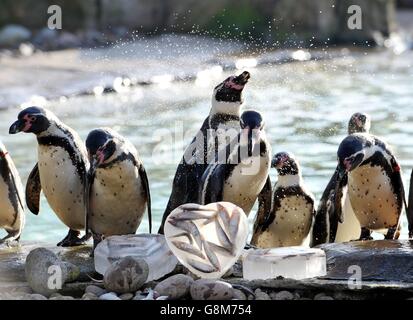 Penguin Valentine allo Zoo di Londra Foto Stock