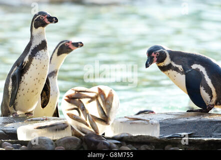 Penguin Valentine allo Zoo di Londra Foto Stock