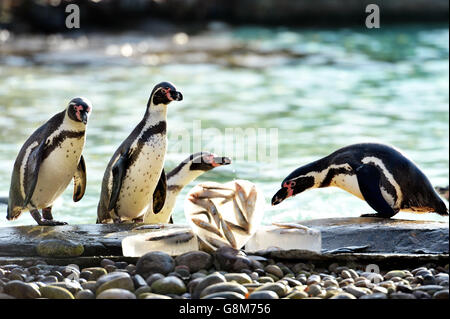 I pinguini Humboldt allo ZSL London Zoo raccolgono blocchi di ghiaccio tondi a forma di cuore mentre la loro stagione di allevamento si avvicina a San Valentino. Foto Stock