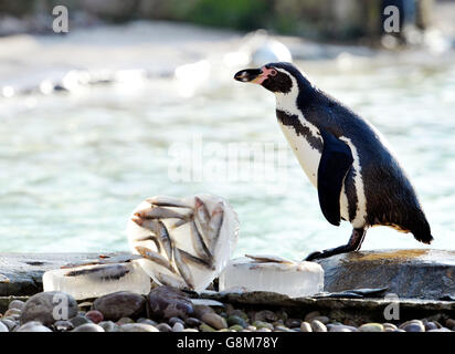 I pinguini Humboldt allo ZSL London Zoo raccolgono blocchi di ghiaccio tondi a forma di cuore mentre la loro stagione di allevamento si avvicina a San Valentino. Foto Stock