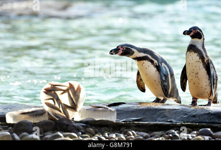 I pinguini Humboldt allo ZSL London Zoo raccolgono blocchi di ghiaccio tondi a forma di cuore mentre la loro stagione di allevamento si avvicina a San Valentino. Foto Stock