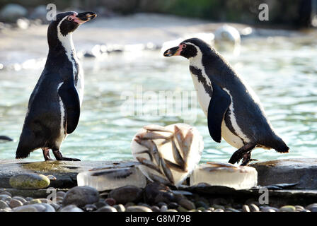 I pinguini Humboldt allo ZSL London Zoo raccolgono blocchi di ghiaccio tondi a forma di cuore mentre la loro stagione di allevamento si avvicina a San Valentino. Foto Stock