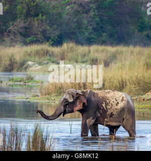 Elefante asiatico a Bardia national park, Nepal ; specie Elephas maximus famiglia di Elephantidae Foto Stock
