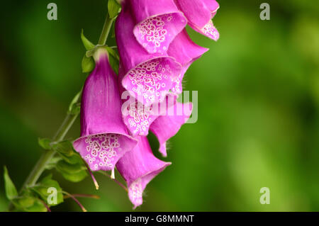 Foxglove viola, comune Foxglove, Digitalis purpurea, close-up di fiori Foto Stock