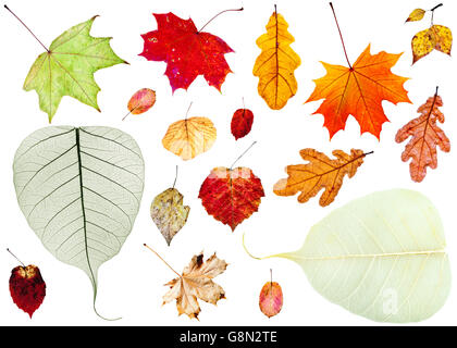 Set di secche Foglie di autunno isolati su sfondo bianco Foto Stock