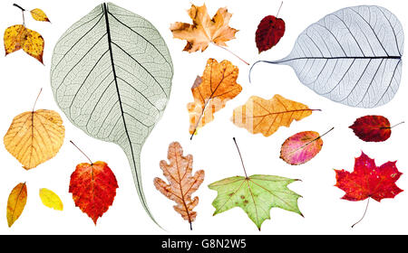 Insieme di diverse foglie di autunno isolati su sfondo bianco Foto Stock