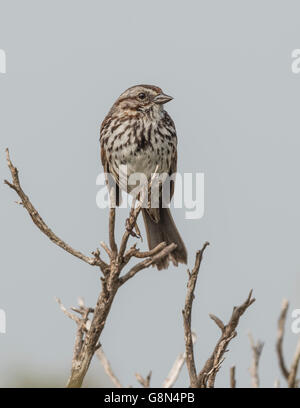 Song Sparrow (Melospiza melodia) Foto Stock