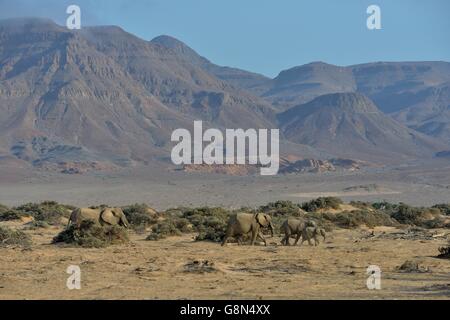 Gli elefanti del deserto o l'elefante africano (Loxodonta africana), a secco alveo del Huab, Damaraland, Namibia Foto Stock