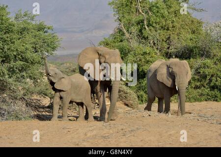 Gli elefanti del deserto o l'elefante africano (Loxodonta africana), a secco alveo del Huab, Damaraland, Namibia Foto Stock