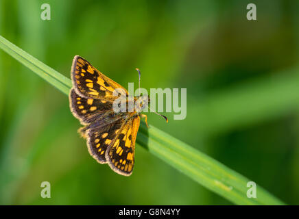 Skipper a scacchi (Carterocephalus palaemon) sulla lama di erba, Rüsselsheim am Main, Hesse, Germania Foto Stock