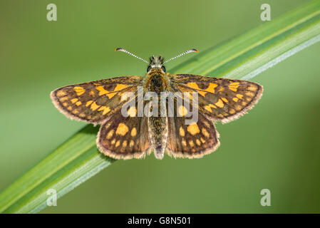 Skipper a scacchi (Carterocephalus palaemon) sulla lama di erba, Rüsselsheim am Main, Hesse, Germania Foto Stock