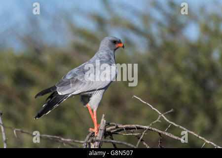 Dark Salmodiare Astore (Melierax metabates) seduto sul ramo secco, Waterberg, Regione di Otjozondjupa, Namibia Foto Stock