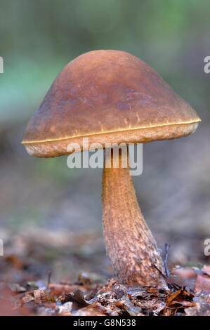 Rough-derivava bolete (Leccinum scabrum), Nord Reno-Westfalia, Germania Foto Stock