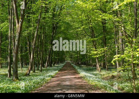 Percorso attraverso il bosco di latifoglie con fioritura di aglio selvatico (Allium ursinum) in primavera, Rüsselsheim am Main, Hesse, Germania Foto Stock