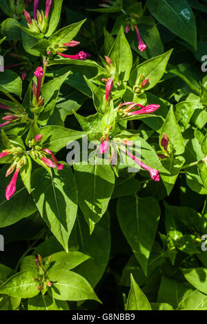 Mirabilis Jalapa Foto Stock