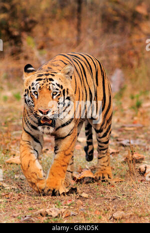 Un royal tigre del Bengala denominato Gabbar in India Foto Stock