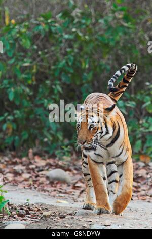 Royal tigre del Bengala passeggiate nella foresta , parco di cittadino di Corbett Foto Stock