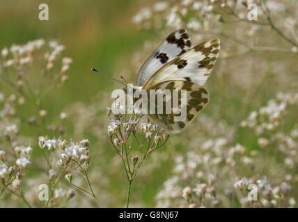 Close up Pontia edusa butterfly sul selvaggio fiore Foto Stock