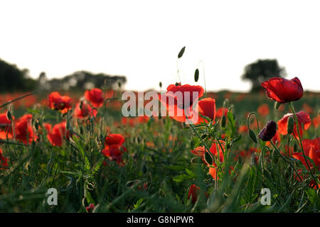 Campo o prato di papaveri nella campagna inglese e in un formato orizzontale Foto Stock