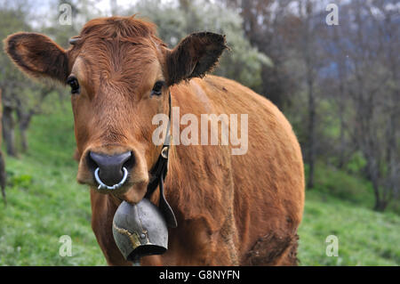 Mucca marrone che indossa una campana e anello Foto Stock