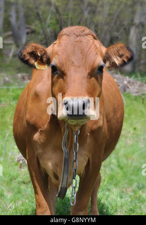 Brow mucca faccia su un prato in Savoie Foto Stock