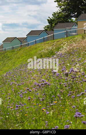 Fiori selvatici e capanne sulla spiaggia a Alum Chine, Bournemouth, Dorset UK nel mese di giugno Foto Stock