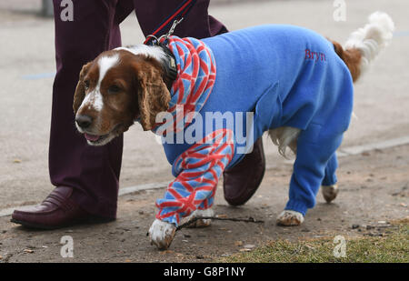 Crociere 2016. Uno spagnolo di nome Bryn arriva in un'onsie il giorno due della Crufts 2016 al NEC, Birmingham. Foto Stock