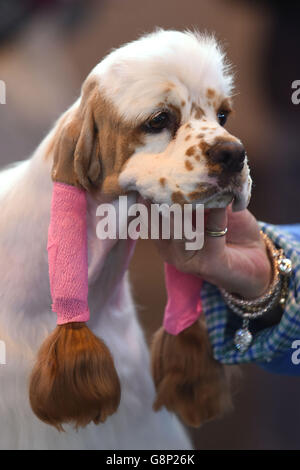 Crociere 2016. Un Cocker Spaniel americano è preparato per lo spettacolo durante il secondo giorno di Crufts 2016 al NEC, Birmingham. Foto Stock