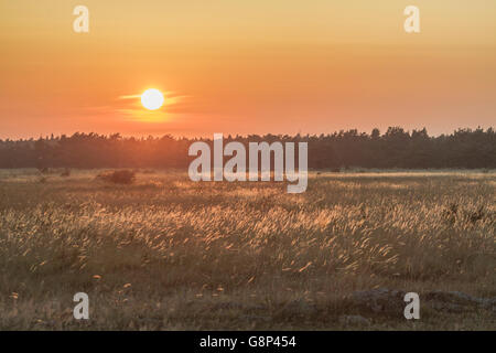 Big bluestem erba nel tramonto a Eksta sull'isola di Gotland, Svezia Foto Stock