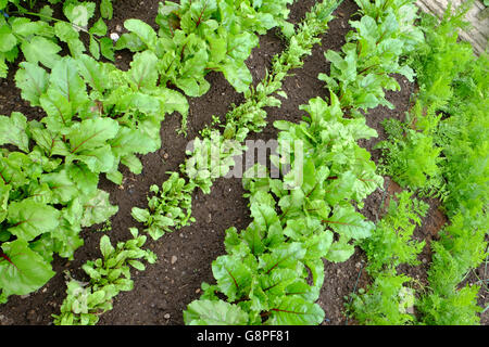 Coltivazione di verdure sul riparto Foto Stock