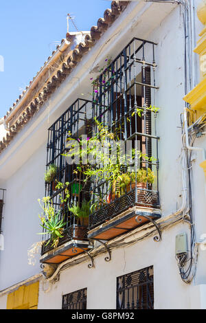 Tipico di windows con griglie e fiori decorativi nella città di Cordoba, Spagna Foto Stock