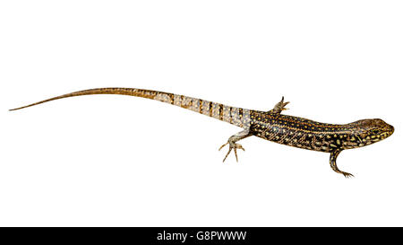 Acqua orientale Skink Foto Stock