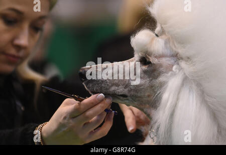 Crociere 2016. Sonia Merate taglia il suo barattolo Layla durante il primo giorno di Crufts 2016 al NEC, Birmingham. Foto Stock