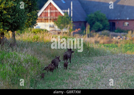 Il cinghiale (Sus scrofa) sirena rovistando su terreno coltivato nei pressi di fattoria in estate, Skane / Scania in Svezia Foto Stock