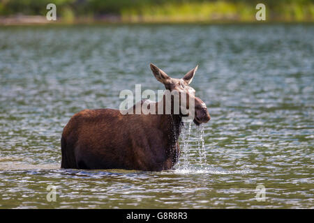 Alci (Alces alces) alimentazione di vacca sulla vegetazione subacquea nel lago Foto Stock