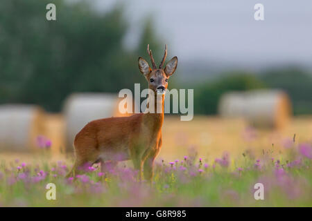 Unione il capriolo (Capreolus capreolus) buck rovistando su terreno coltivato in estate Foto Stock
