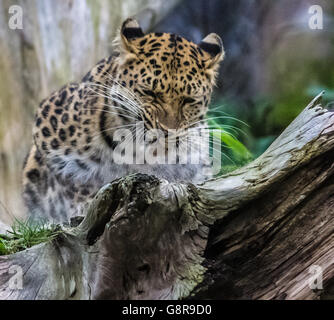 Leopardo dell'Amur Foto Stock