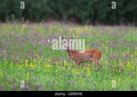 Unione il capriolo (Capreolus capreolus) buck tra fiori selvatici nel prato di foresta del bordo in estate Foto Stock