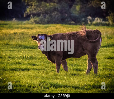 Nel paese Foto Stock