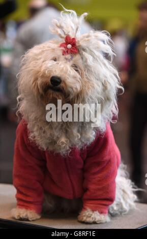 Crociere 2016. Il Poli ungherese ha nominato Csinos durante il terzo giorno di Crufts 2016 al NEC, Birmingham. Foto Stock