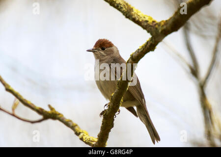 Capinera Sylvia atricapilla femmina adulta appollaiato in una struttura ad albero Foto Stock