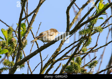 Common Chiffchaff Phylloscopus collybita maschio adulto appollaiato in Willow Tree Foto Stock