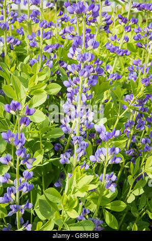 Baptisia australis in fiore in giugno Foto Stock