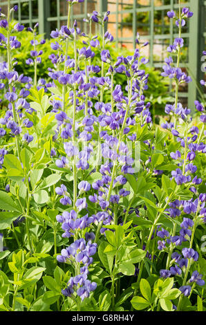 Baptisia australis in fiore in giugno Foto Stock