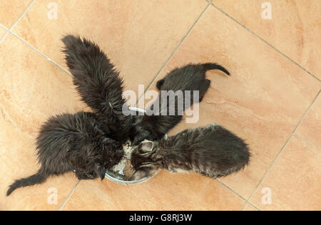 Quattro piccoli gattini nero mangiare cibo secco Foto Stock