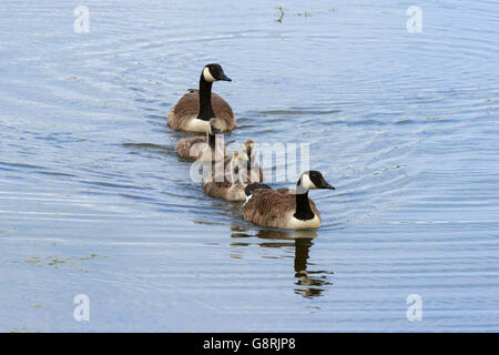 Canada Goose Branta canadensis adulto coppia nuoto con goslings Foto Stock
