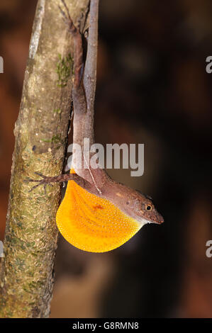 Molti-scaled Anole (Norops polylepis) mostra di giogaia, Parco Nazionale di Corcovado, Costa Rica Foto Stock